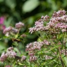 Hornisse fliegt in Wasserdostbestand, Bad Eilsen, 2. August 2015
Hochgeladen am 03.08.2015 von Petra