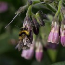 Bombus jonellus Drohn an Beinwellblüte in Rahden-Varl: Vorgebohrt oder selbst gebissen?, 13. Juni 2015
Hochgeladen am 14.06.2015 von Petra