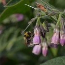 Bombus jonellus Drohn an Beinwell, Rhaden-Varl, 13. Juni 2015
Hochgeladen am 14.06.2015 von Petra