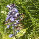 Ackerhummelarbeiterin pollensammelnd am Günsel, 30. Mai 2021.
Hochgeladen am 30.05.2021 von Petra
