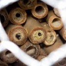 Löcherbienen schauen aus Bambusröhren, 15. Juni 2015
Hochgeladen am 19.06.2015 von Petra