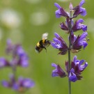 Gartenhummel fliegt Salbei an, 3. Juni 2020
Hochgeladen am 04.06.2020 von Petra