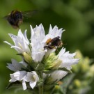 Ackerhummelarbeiterin taucht in Blüte der weißen Knäuel-Glockenblume, während im Hintergrund eine Erdhummelarbeiterin mit dicken Pollenhöschen von der Blüte abhebt, Kurpark Bad Eilsen, 15. Juni 2015
Hochgeladen am 16.06.2015 von Petra