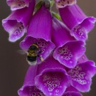 Gartenhummel sammelt Pollen an Fingerhut, 3. Juni 2020
Hochgeladen am 04.06.2020 von Petra