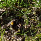 Die erste Erdhummel (Bombus terrestris) 2017 in einer Wiese mit Blausternchen (Scilla), 5. März 2017
Hochgeladen am 05.03.2017 von Petra