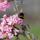 Erdhummelkönigin (Bombus terrestris) am winterblühenden Schneeball, 5. März 2017
Hochgeladen am 05.03.2017 von Petra