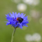 Arbeiterin der Steinhummel sammelt Pollen in Kornblume, 4. Juni 2020
Hochgeladen am 04.06.2020 von Petra