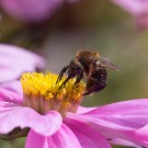 Ein sehr dunkles Exemplar einer Ackerhummel auf Blüte des Schmuckkörbchens, 25. August 2014
Hochgeladen am 26.08.2014 von Petra