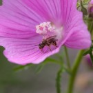 Kecker Blick aus Blüte der Moschusmalve. Löcherbiene am 25. August 2014
Hochgeladen am 26.08.2014 von Petra
