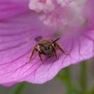 Löcherbiene ruht sich in Malvenblüte aus, 25. August 2014
Hochgeladen am 26.08.2014 von Petra