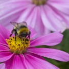 Heller Erdhummeldrohn auf Blüte des Schmuckkörbchens, 26. August 2014
Hochgeladen am 26.08.2014 von Petra