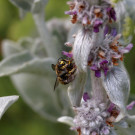 Paarung Garten-Wollbiene im Wollziest, 24. Juni 2022.
Hochgeladen am 25.06.2022 von Petra