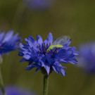 Florfliege in Kornblume, 8. Juli 2023.
Hochgeladen am 08.07.2023 von Petra