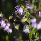 Erdhummel an Calluna, 26. August 2015, Lüneburger Heide.
Hochgeladen am 20.08.2020 von Petra