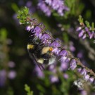 Erdhummel an Calluna II, 26. August 2015, Lüneburger Heide.
Hochgeladen am 20.08.2020 von Petra