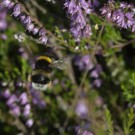 Erdhummel fliegt Calluna an, 26. August 2015, Lüneburger Heide.
Hochgeladen am 20.08.2020 von Petra
