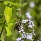 Männchen der Schenkelbiene? an Thymian, 7. Junie 2020
Hochgeladen am 07.06.2020 von Petra