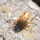 Junikäfer ?, 11. Juli 2015
Hochgeladen am 11.07.2015 von Petra