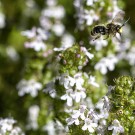 Männchen der Schenkelbiene (Macropis) verlässt Thymian, 7. Juni 2020
Hochgeladen am 07.06.2020 von Petra