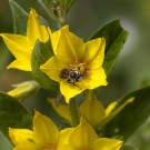 Männchen der Schenkelbiene in Gilbweiderich-Blüte, 7. Juni 2020
Hochgeladen am 08.06.2020 von Petra