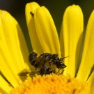 Löcherbienen paaren sich auf Gemswurz II, 18. Juni 2015
Hochgeladen am 19.06.2015 von Petra