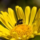 Löcherbienen paaren sich auf Gemswurz III, 18. Juni 2015
Hochgeladen am 19.06.2015 von Petra