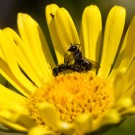 Löcherbienen paaren sich auf Gemswurz IV, 18. Juni 2015
Hochgeladen am 19.06.2015 von Petra