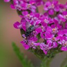 Kleine Fliege auf Roter Schafgarbe von vorne, 15. Juli 2015
Hochgeladen am 15.07.2015 von Petra