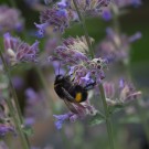 Die Jungkönigin der Dunklen Erdhummel taucht ihren kurzen Rüssel in die Blüte der Katzenminze, 15. Juli 2015
Hochgeladen am 16.07.2015 von Petra