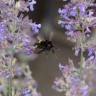 Erdhummeljungkönigin beim Blütenweitsprung Katzenminze 2, 15. Juli 2015
Hochgeladen am 16.07.2015 von Petra