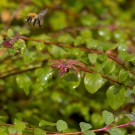 Ackerhummel in "Diskussionsstrauch", 1. September 2014
Hochgeladen am 06.09.2014 von Petra