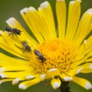 Wer mit wem? Löcherbienen auf Gemswurz, 21. Juni 2015
Hochgeladen am 21.06.2015 von Petra