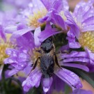 Sehr nasse Wildbiene in Cosmeablüte, 2. September 2014
Hochgeladen am 07.09.2014 von Petra