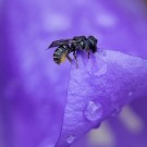 Löcherbiene trotzt dem Regen in Glockenblume, 22. Juni 2015
Hochgeladen am 22.06.2015 von Petra