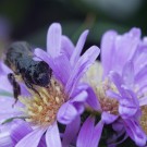 Sehr nasse Wildbiene in Cosmeablüte II, 2. September 2014
Hochgeladen am 07.09.2014 von Petra