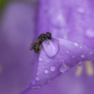 Stunden später: Die Löcherbiene ist nasser und immer noch in der Glockenblume, 22. Juni 2015
Hochgeladen am 22.06.2015 von Petra