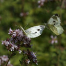 Kohlweißlinge auf Oregano, 30. Juni 2022.
Hochgeladen am 01.07.2022 von Petra