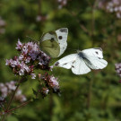 2 Kohlweißlinge auf Oregano, 30. Juni 2022.
Hochgeladen am 01.07.2022 von Petra