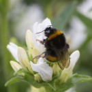 Erdhummel-(Jungkönigin) oder nicht? an weißer Knäuelglockenblume, 23. Juni 2015
Hochgeladen am 23.06.2015 von Petra