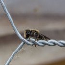Löcherbienen-Mann auf Nisthilfen-Schutzdraht, 23. Juni 2015
Hochgeladen am 23.06.2015 von Petra