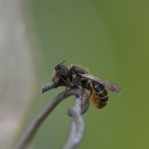 Löcherbienen-Weibchen beißt sich an Nisthilfen-Schutzdraht fest, 23. Juni 2015
Hochgeladen am 23.06.2015 von Petra