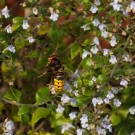 Hornisse (Vespa crabro stürzt sich in Steinquendel (Calamintha nepeta), in dem viele Honigbienen sind, 9. September 2015
Hochgeladen am 10.09.2015 von Petra