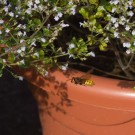 Hornisse (Vespa crabro) auf Honigbienenjagd I, 9. September 2015
Hochgeladen am 10.09.2015 von Petra