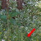 Im Bereich um den Zwetschgenbaum (roter Pfeil) liegt der Eingang zum Steinhummelnest, 9. Juni 2016
Hochgeladen am 13.06.2016 von Petra