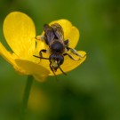 Wildbiene in Hahnenfuß II, 24. Juni 2015
Hochgeladen am 29.06.2015 von Petra