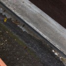 Wespenkönigin auf Nistplatzsuche I, 1. April 2017
Hochgeladen am 01.04.2017 von Petra