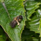 Wildbienenweibchen ruht sich aus, 25. Juni 2015
Hochgeladen am 29.06.2015 von Petra