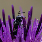 Maskenbiene, Weibchen in Skabiosenflockenblume, 2. Juli 2022.
Hochgeladen am 02.07.2022 von Petra