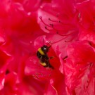 Erhummelmini im Meer der Azaleenblüten, 16. Mai 2014
Hochgeladen am 16.05.2014 von Petra