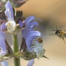 Blattschneidermännchen im Patrouillenflug an Muskatellersalbei, 25. Juni 2015
Hochgeladen am 27.06.2015 von Petra